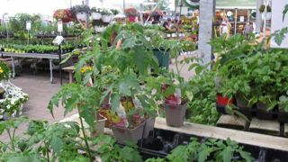 Alors que le début de printemps est difficile pour la production, la FNPHP travaille sur un manifeste qui sera transmis à la future majorité par Val’hor, pour sensibiliser aux enjeux de la profession. ©P.Fayolle